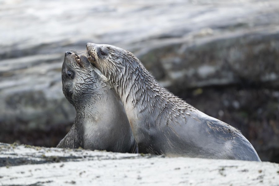 Young furseals playing together on the beach of St Andrew’s Bay,South Georgia