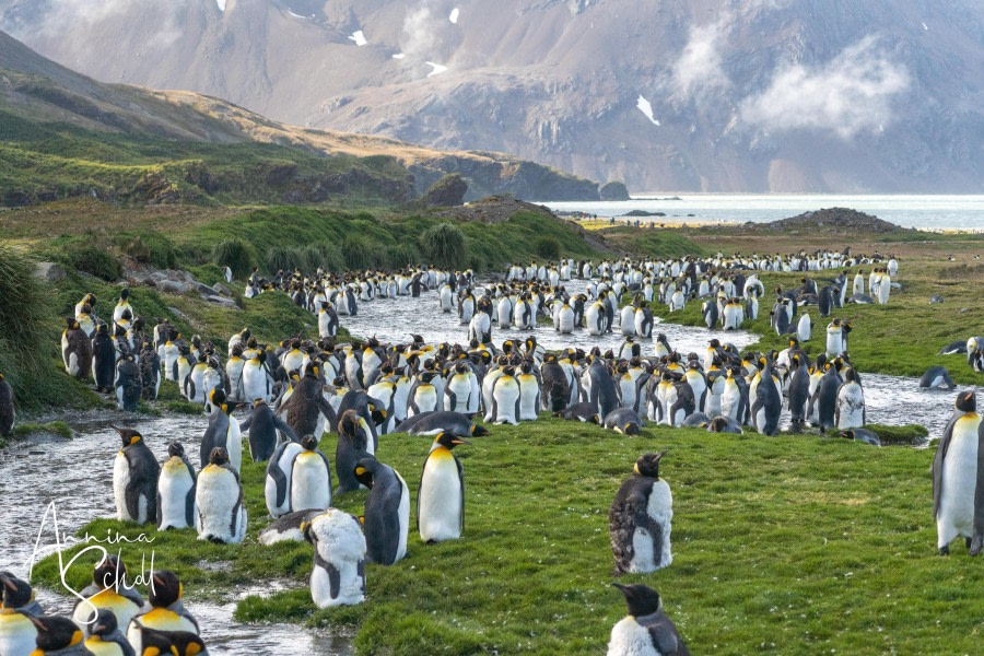 Salisbury Plain and Fortuna Bay