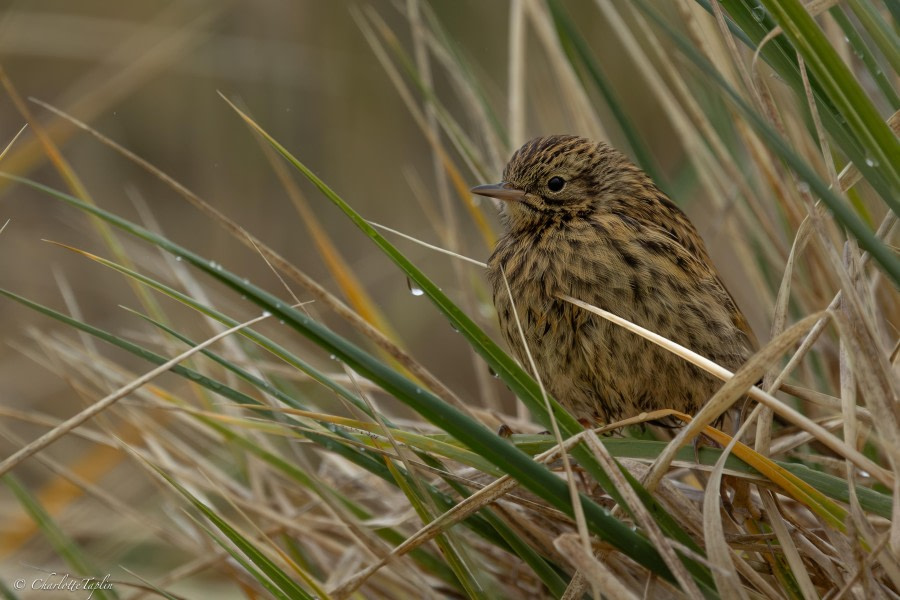 Godthul and Grytviken