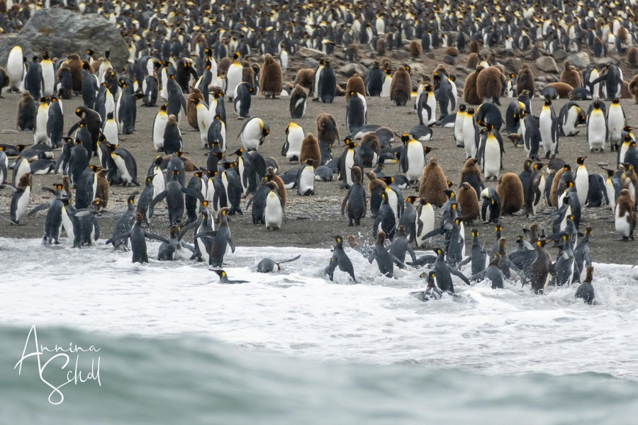 St. Andrews Bay, Gold Harbour, Drygalski Fjord