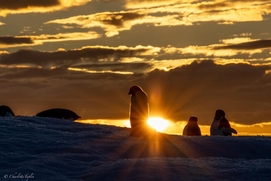 Hope Bay & Antarctic Sound