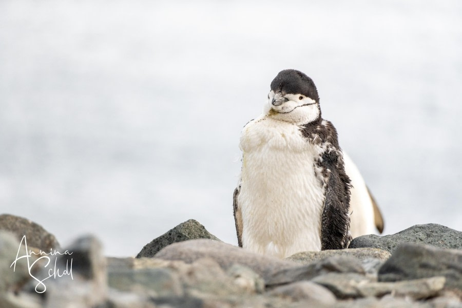 Half Moon Island and Edinburgh Hill