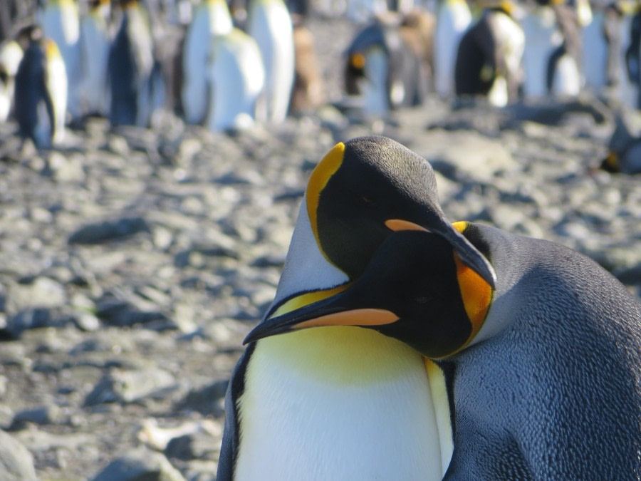 Cuddling King Penguins