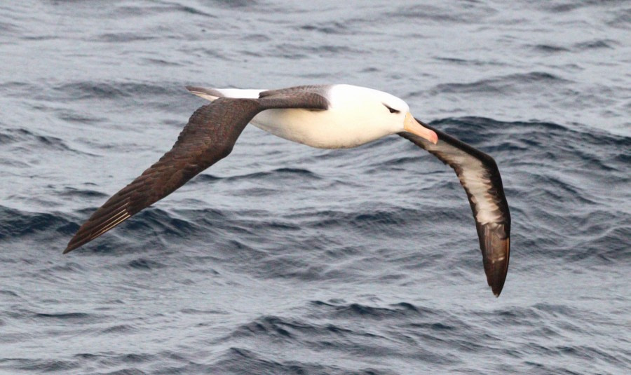 At sea sailing towards the Falkland Islands