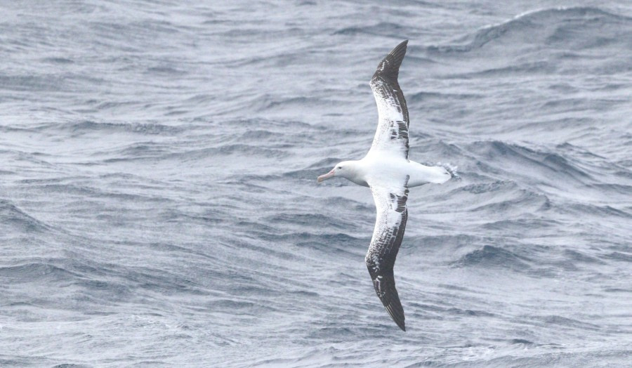 At sea approaching South America