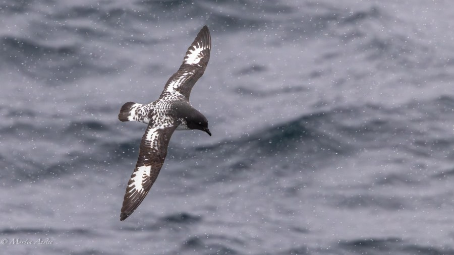 At sea, Drake Passage