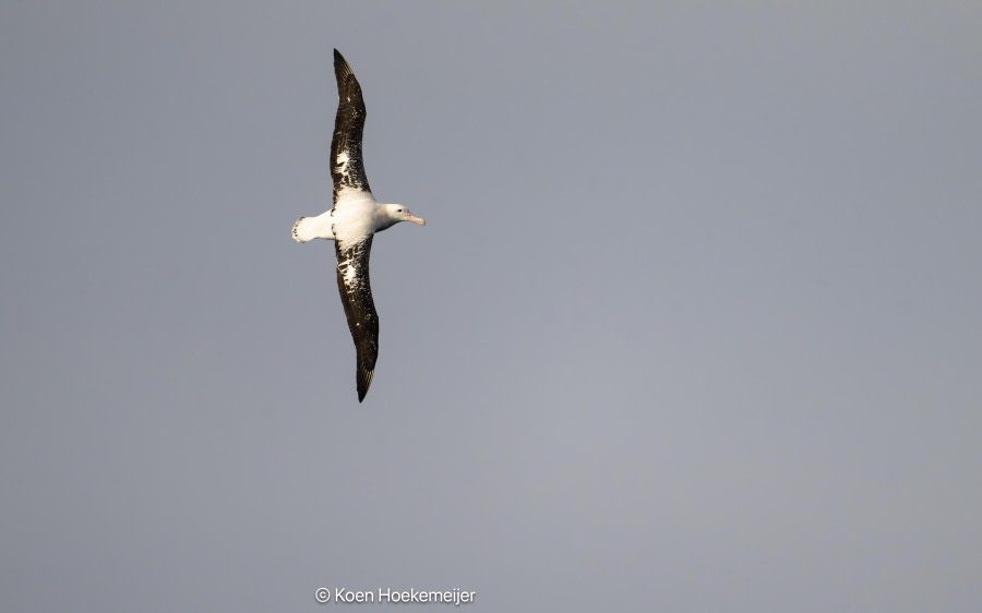 At Sea, sailing towards South Georgia