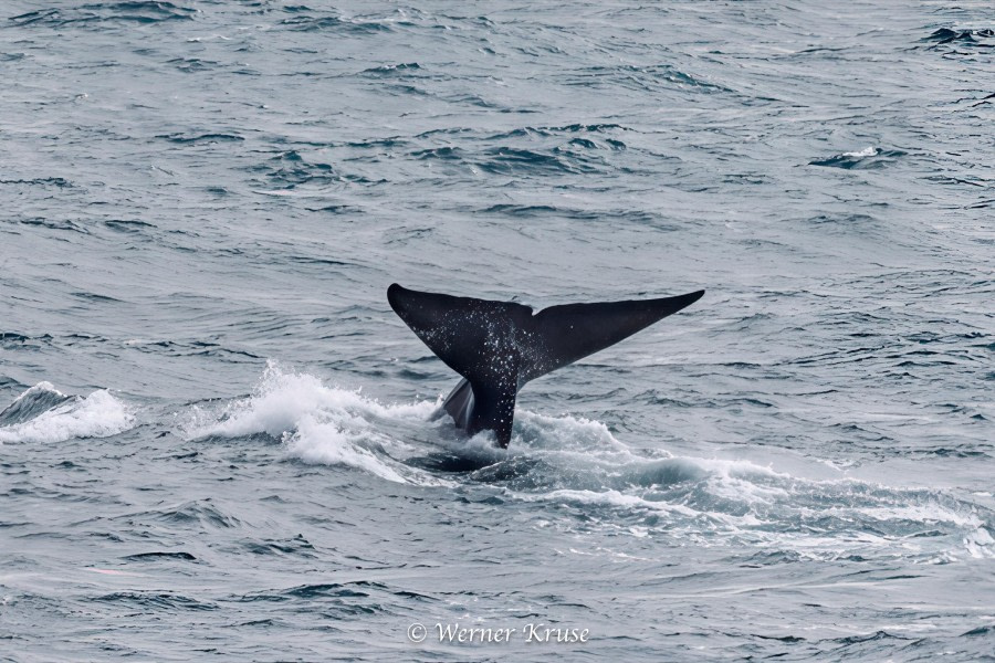 At sea, sailing towards Antarctica