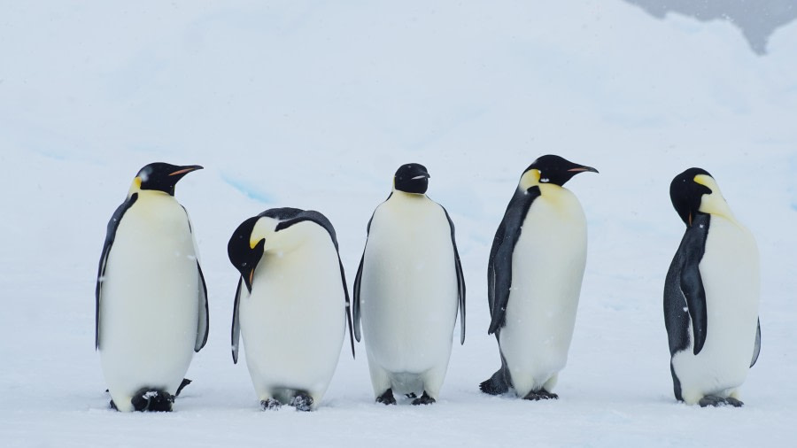 Riiser-Larsen Ice Shelf