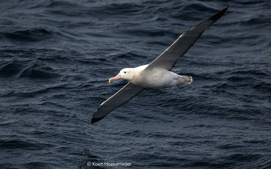 At sea, towards Ushuaia