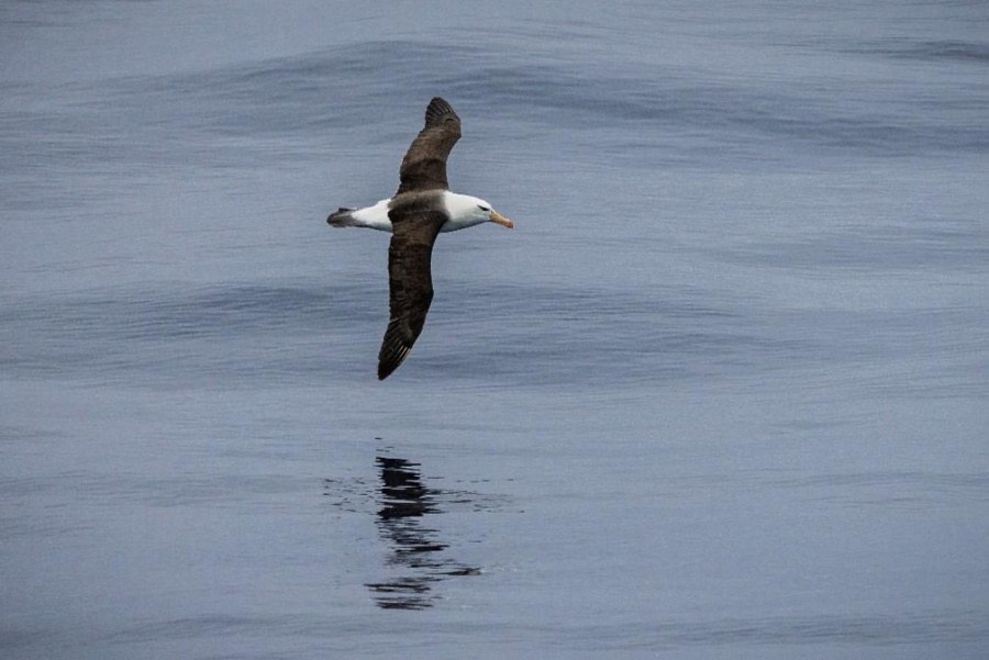 The Drake Passage & Beagle Channel