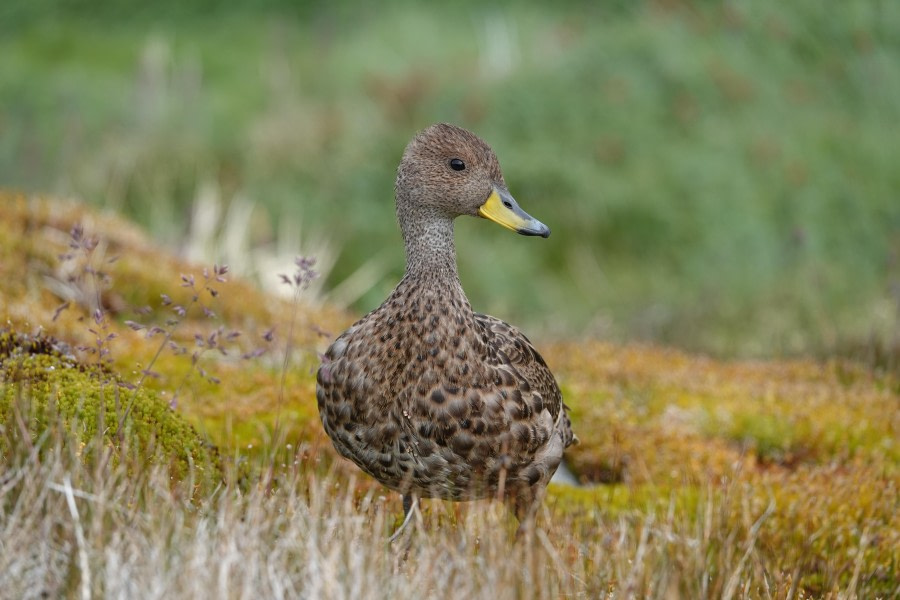 Mirror, mirror on the wall, who is the fairest of them all?
