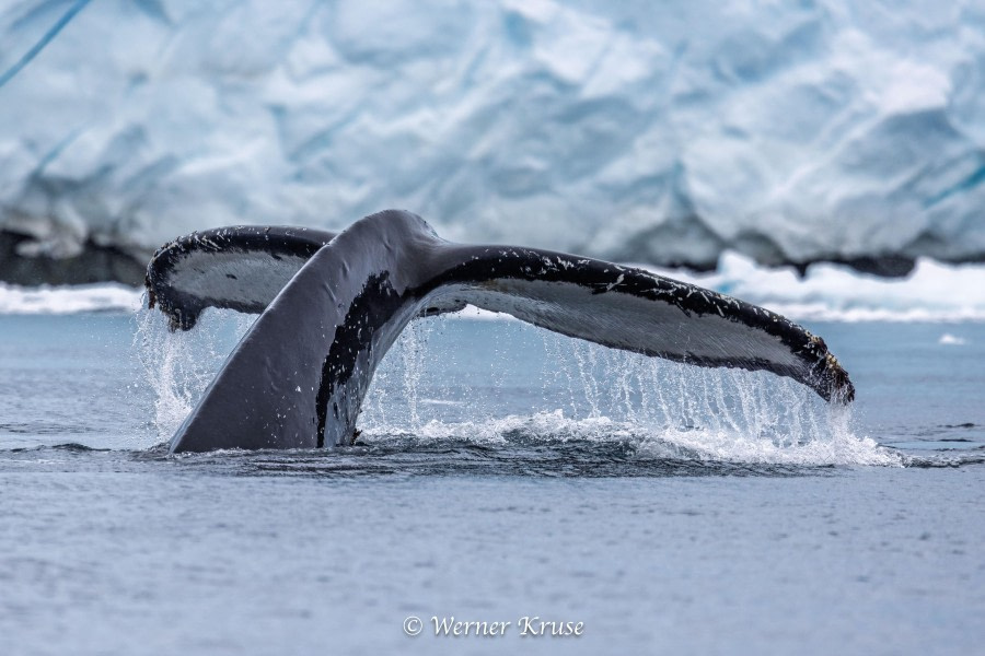 Lallemand Fjord and The Gullet