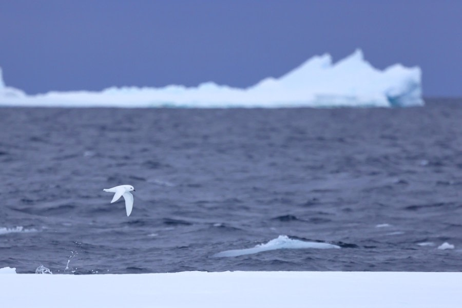 Snow Petrel