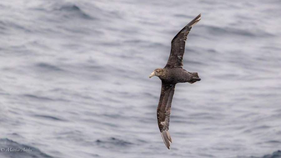 At sea sailing towards the Falkland Islands