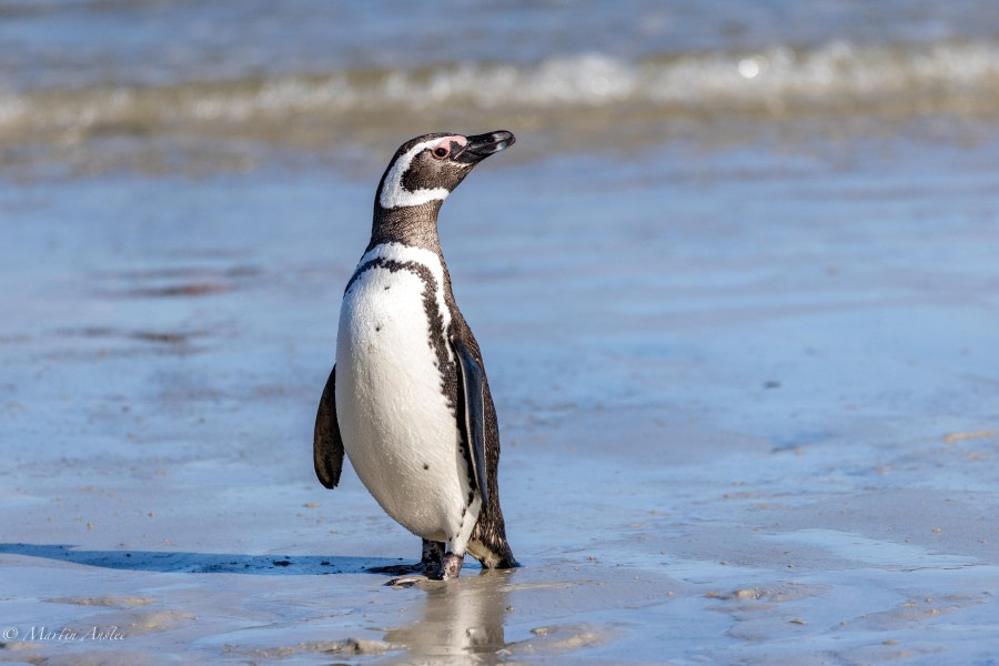 Stanley, Falkland Islands