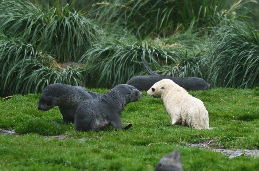 Fortuna Bay & Stromness