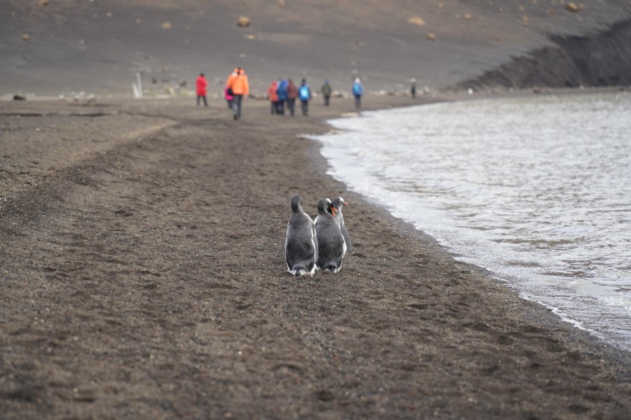 Elephant Point & Deception Island