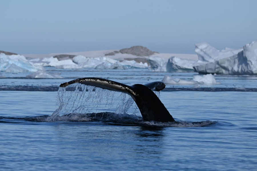 Port Charcot & Port Lockroy