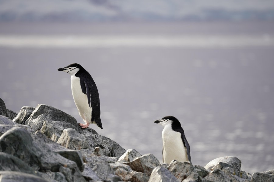 Foyn Harbour & Palaver Point