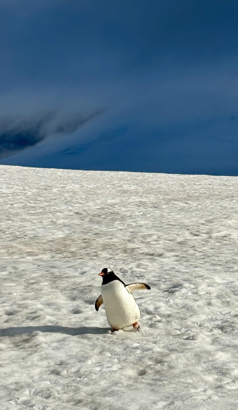 Got to see a man about a dog