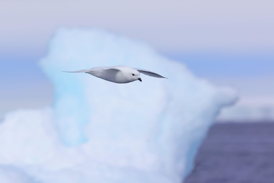 Snow Patrol.  Snow Petrel