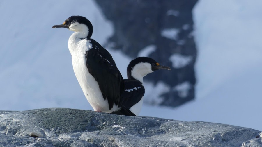Antarctic shag duo