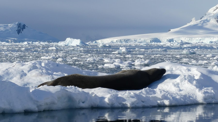 Sunbathing @Paradise Bay stony point