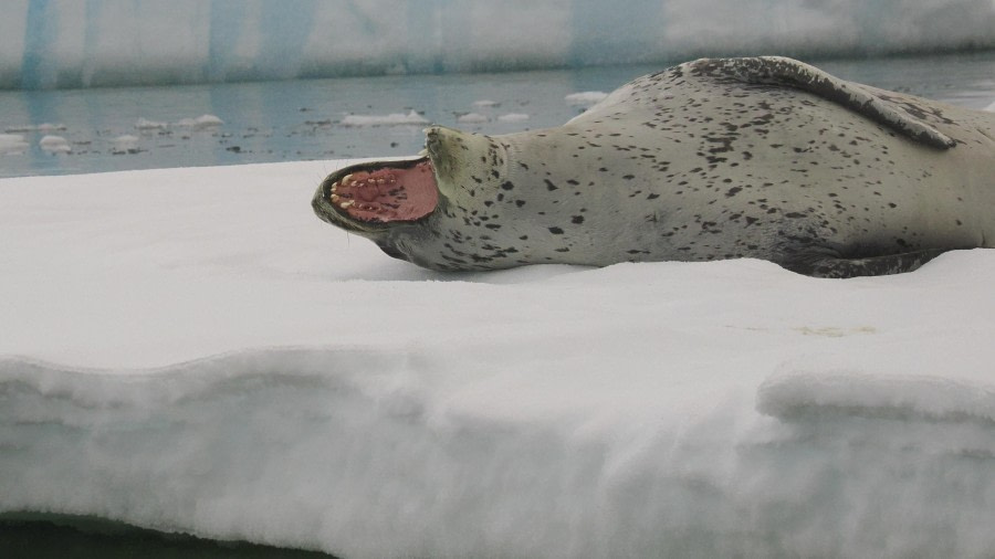 Exploring around George VI Sound