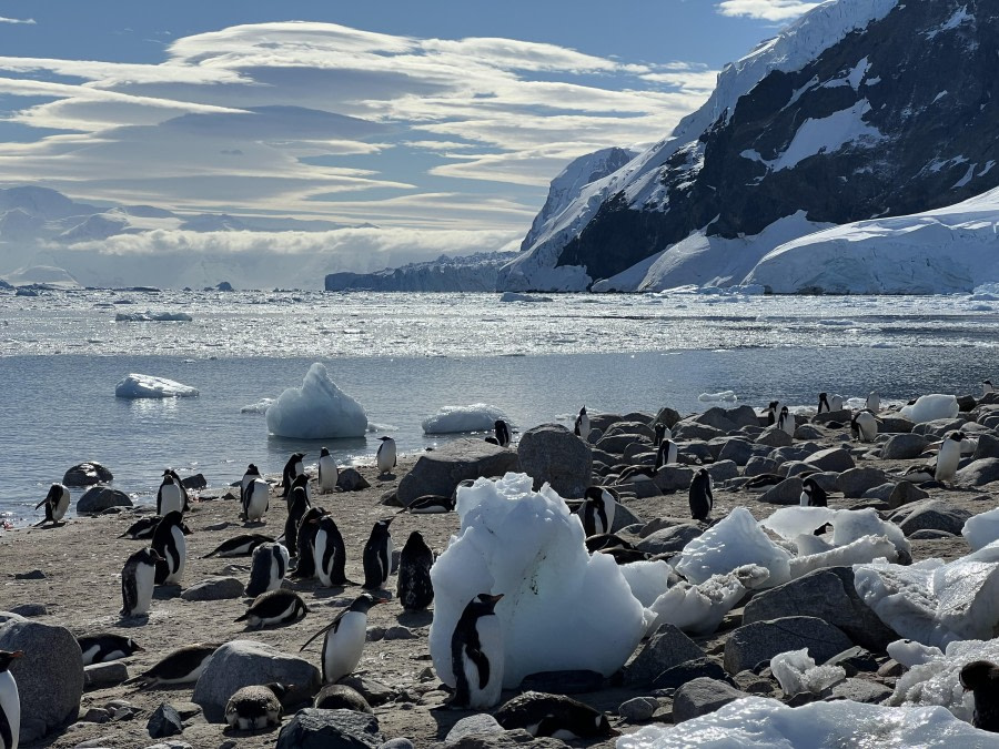 Penguin is hiding beside a piece of iceberg to protect from heat