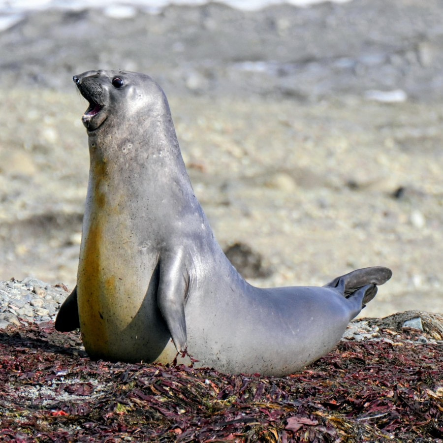 Elephant Seal
