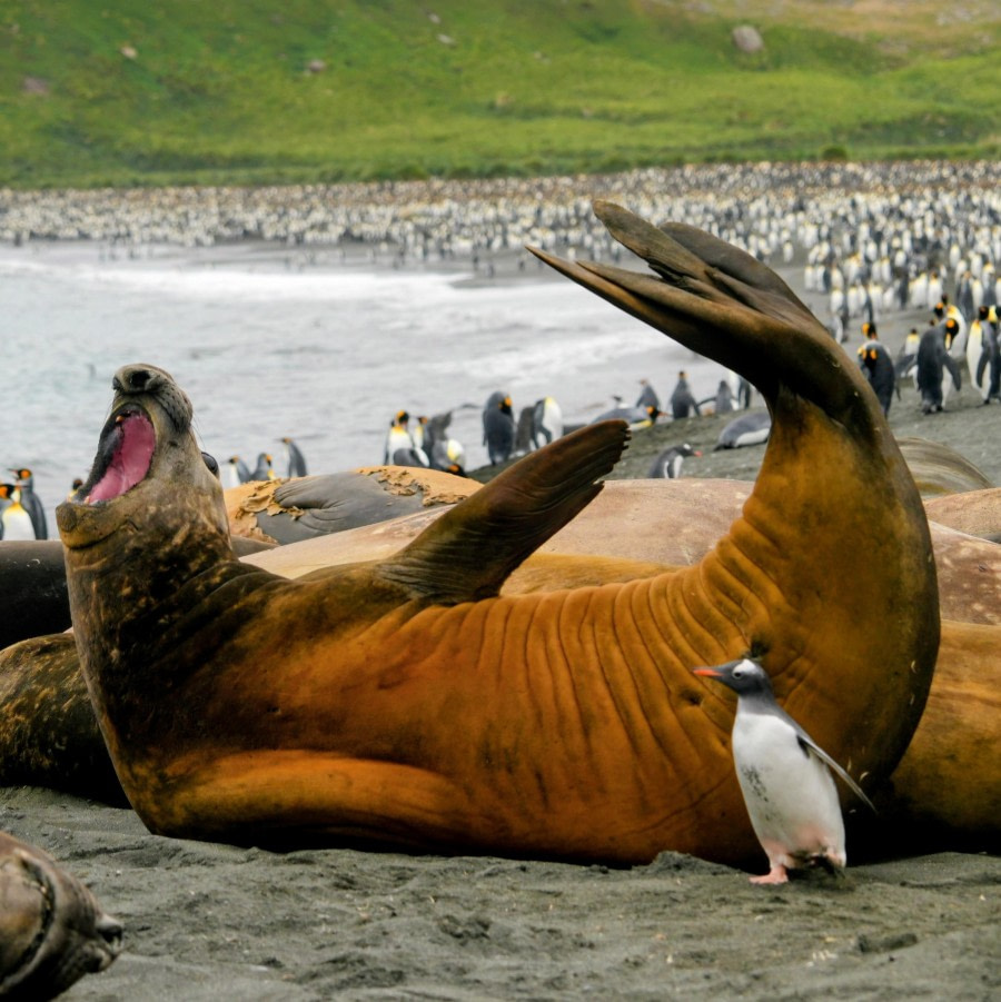 Golden Harbour Elephant Seal