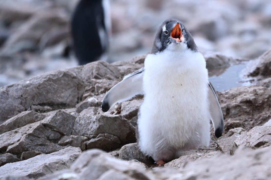 Wilhemina Bay & Neko Harbour