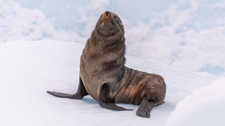 Wilhelmina Bay and Davis Island