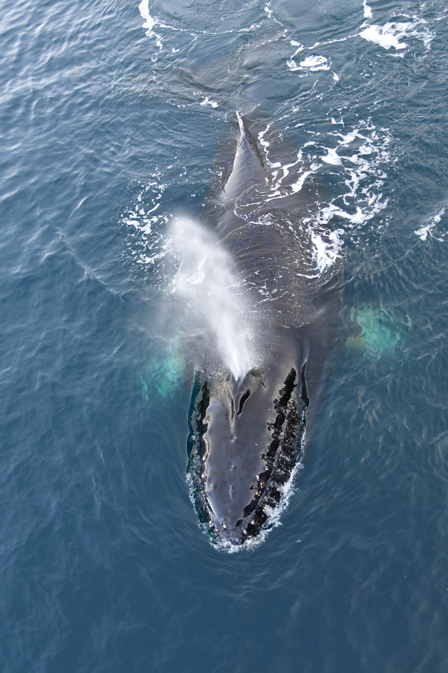 Whale watching, M/V Plancius