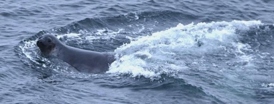 At Sea Towards Jan Mayen