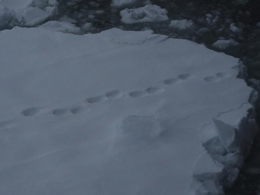 Pack Ice