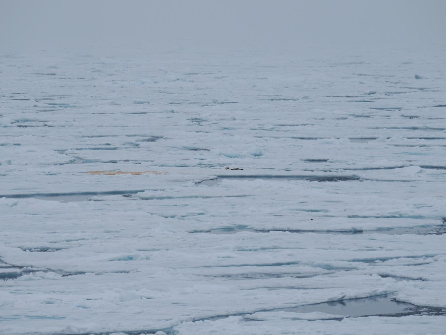 In the pack ice