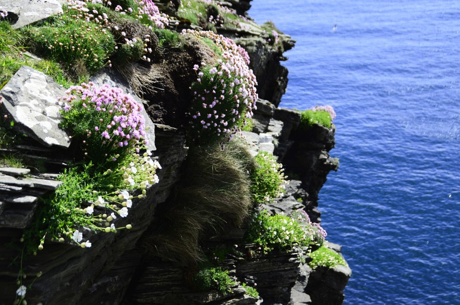 Isle of Noss