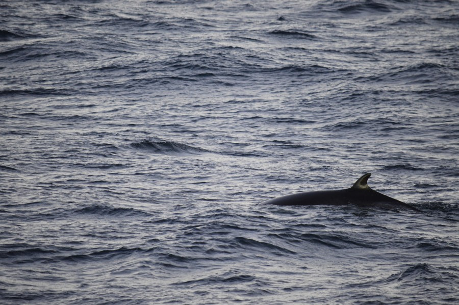 At sea to Jan Mayen