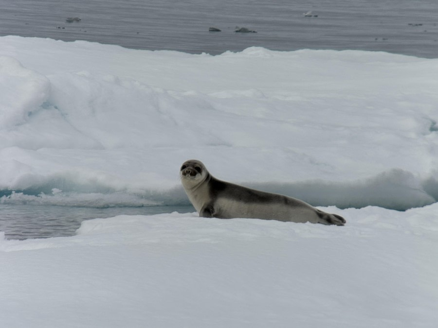 At Sea to Greenland Pack Ice