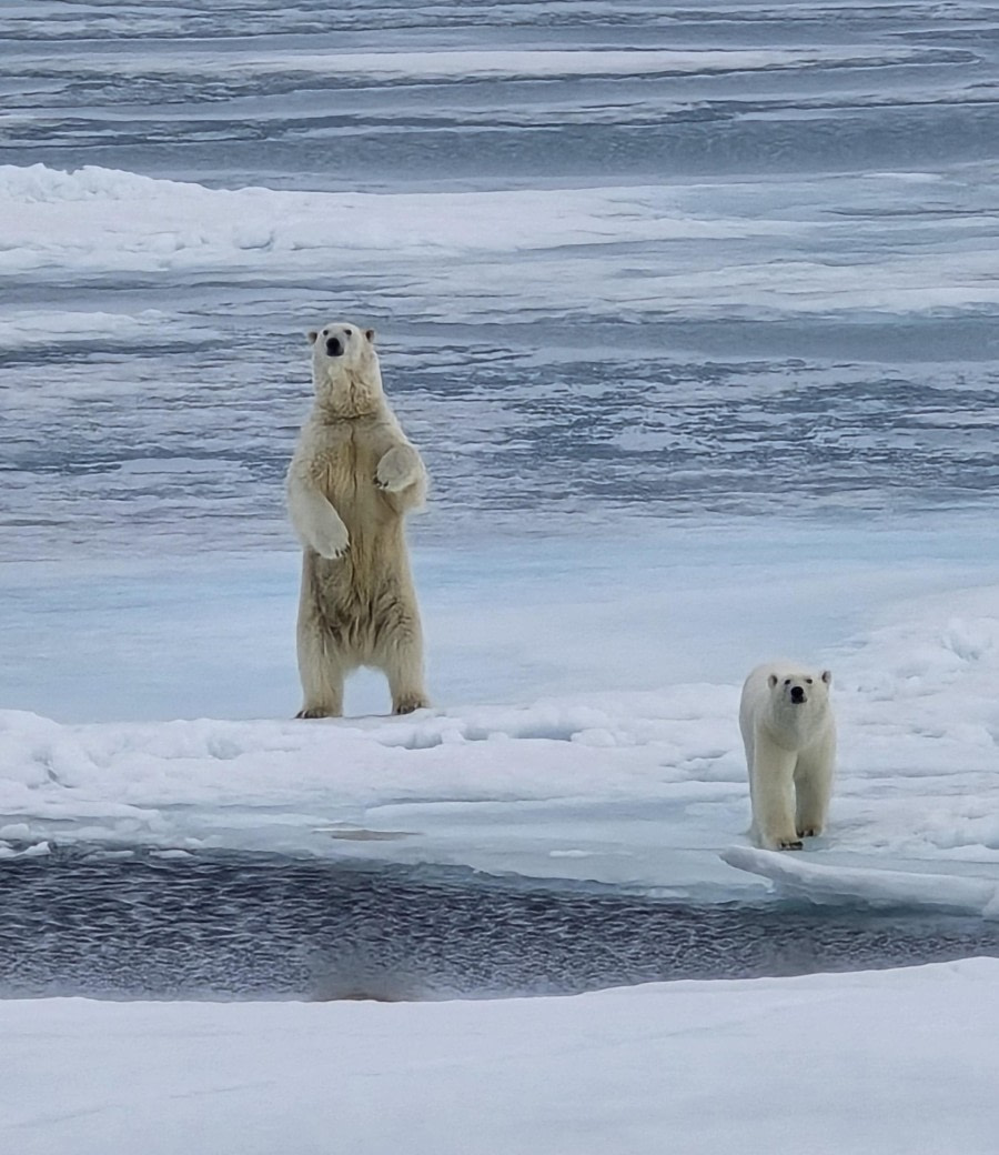 Polar Bear