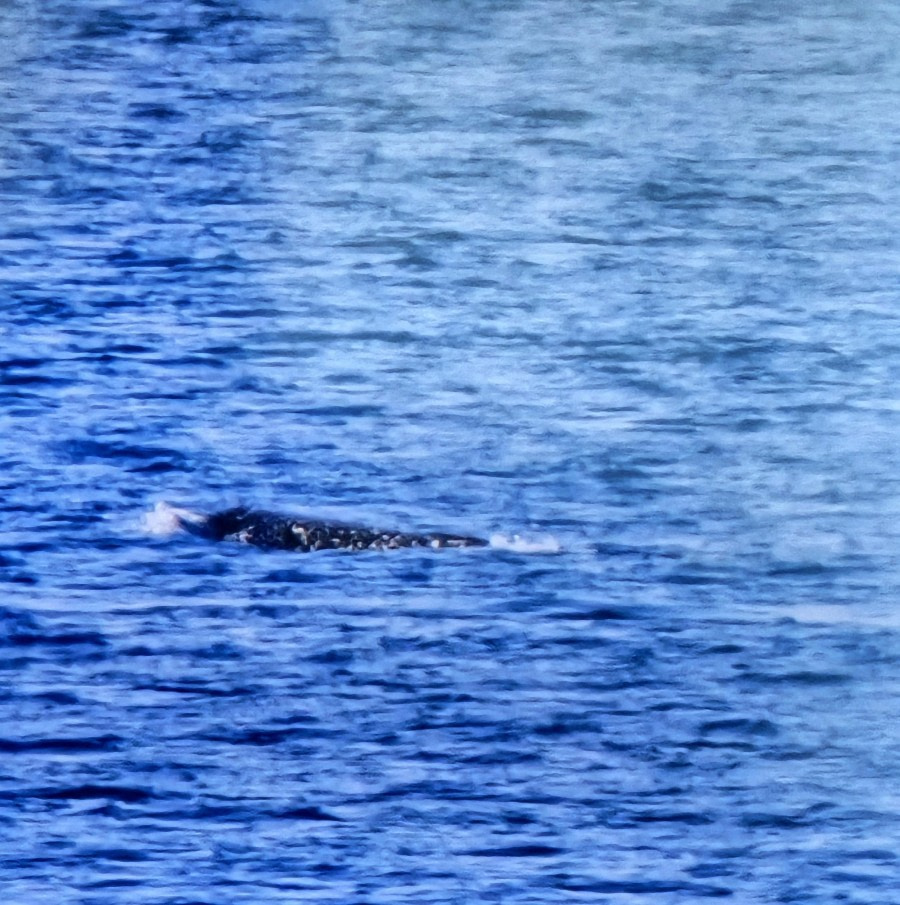 Narwhal