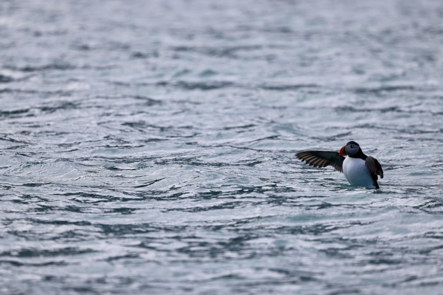 Summer Puffin