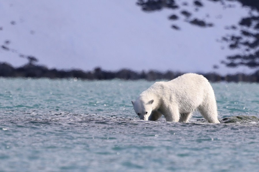 Polar bear