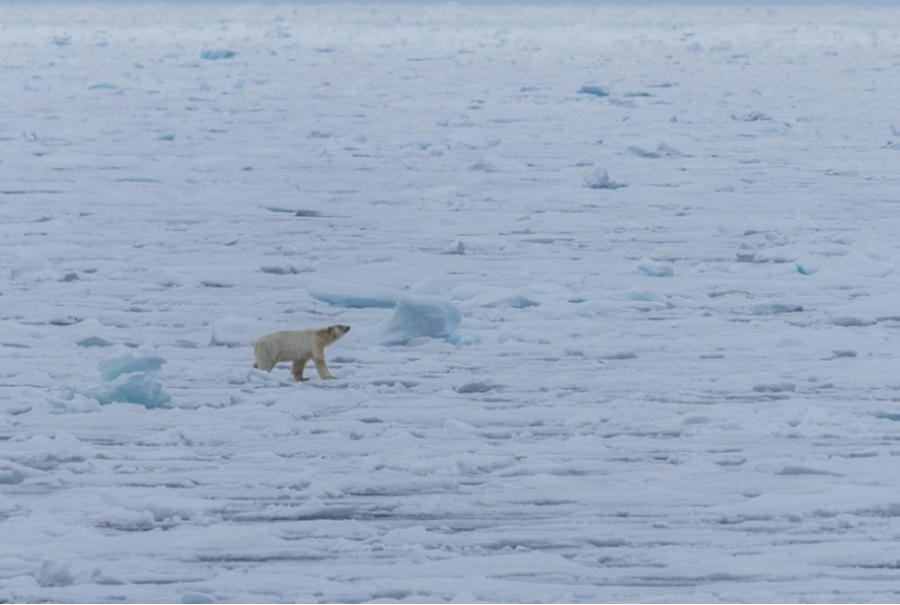 Ice day and Polar bear sightings