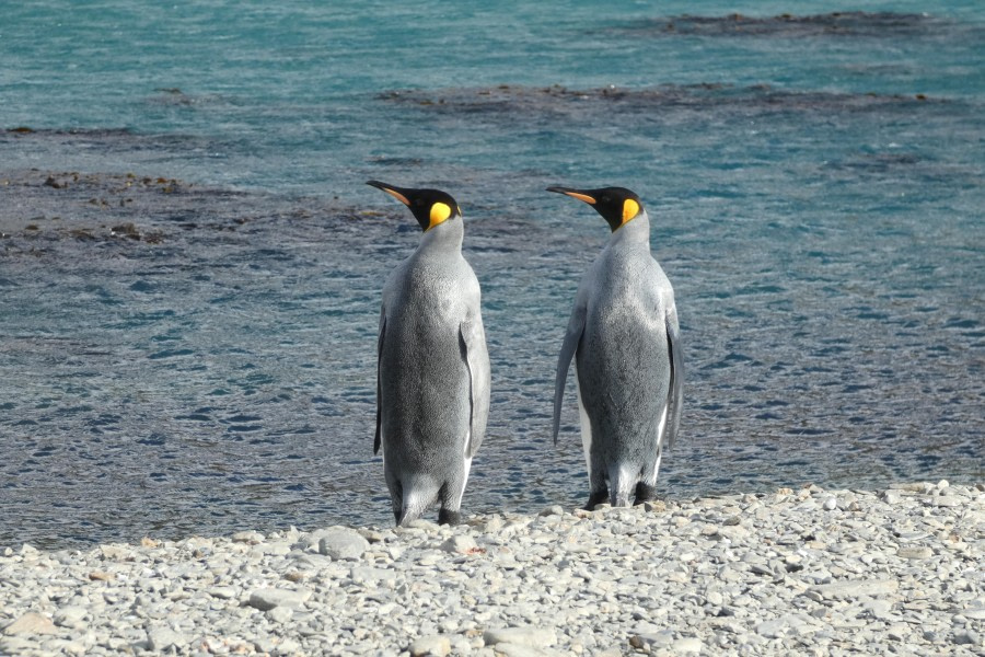 Königspinguine