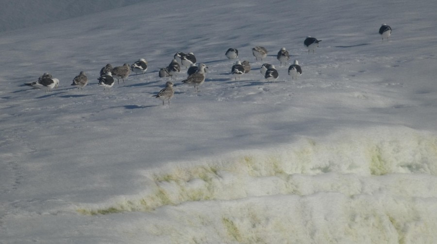 Vogelschwarm