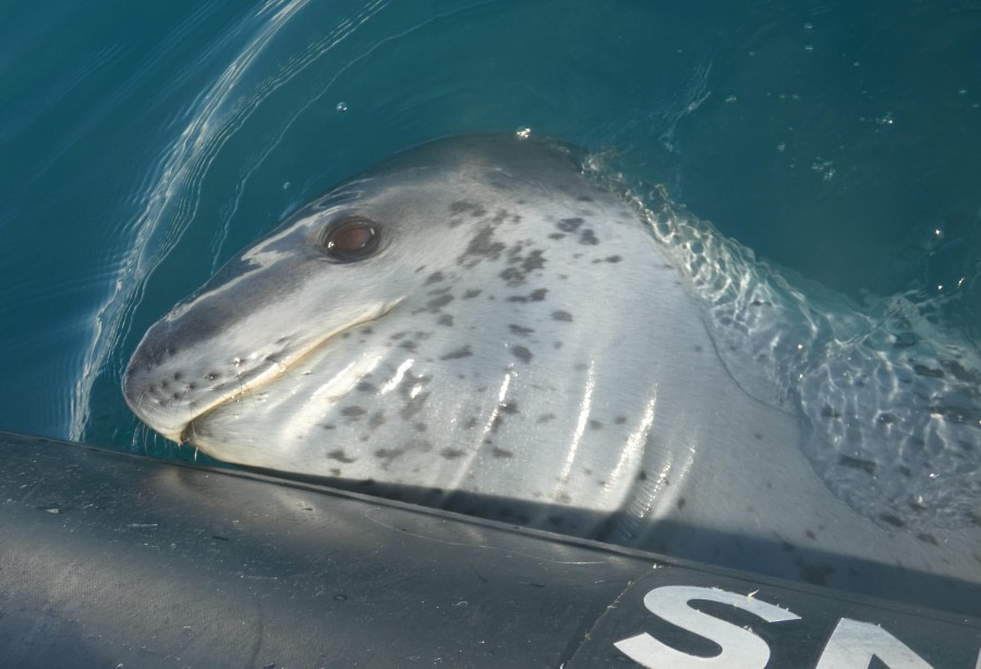 crazy leopard seal
