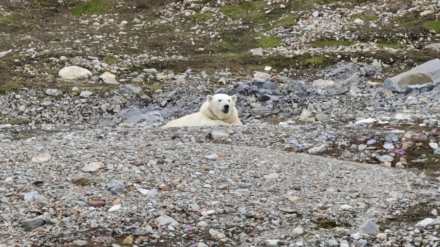Bamsebu and Recherchebreen